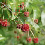  Cephalanthus occidentalis Sugar Shack®
