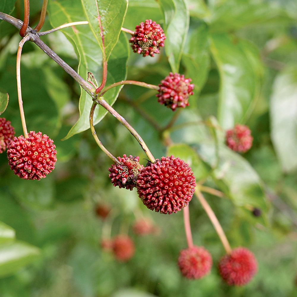 Cephalanthus occidentalis Sugar Shack®
