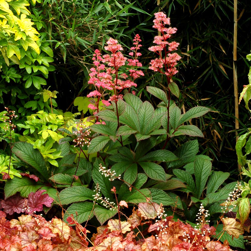 Rodgersia pinnata 'Bronze Peacock'
