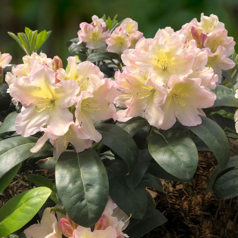 Rhododendron Holden’s™ Peach
