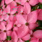  Cornus kousa Scarlet Fire®