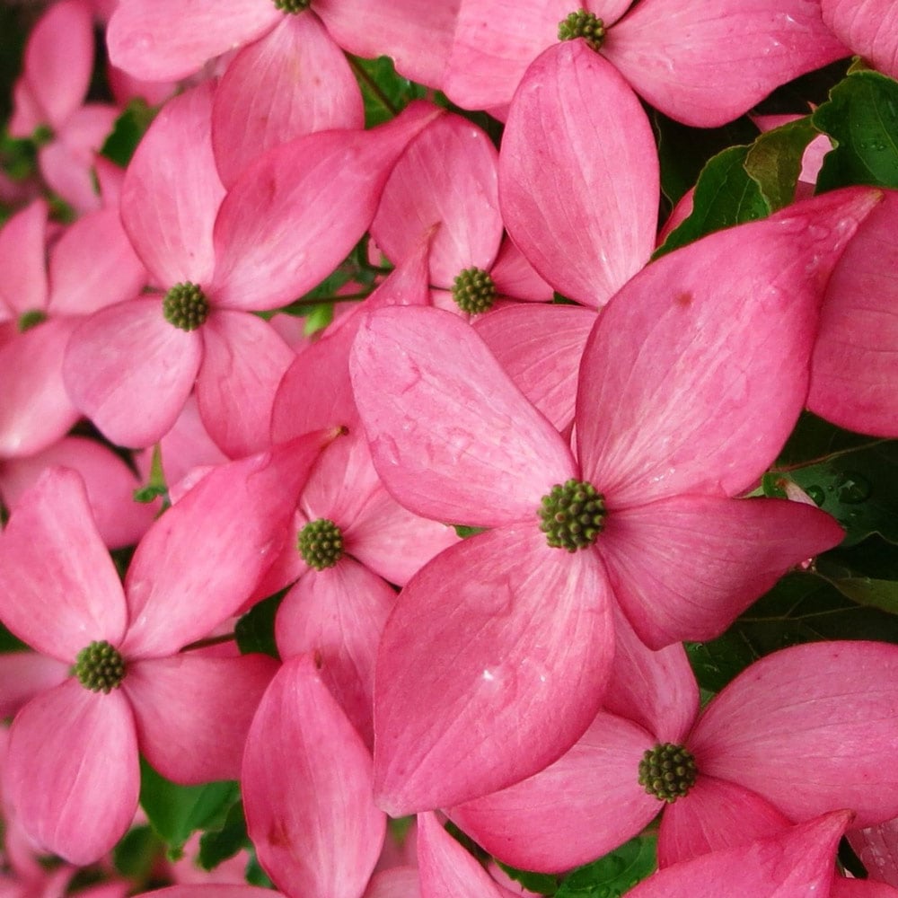 Cornus kousa Scarlet Fire®