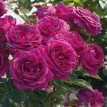  Rose Celestial Night™