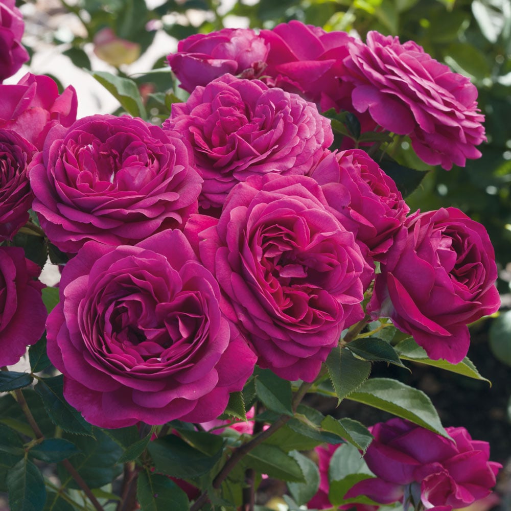 Rose Celestial Night™
