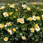  Rose Easy Bee-zy™ Knock Out®