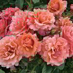New Rose Varieties