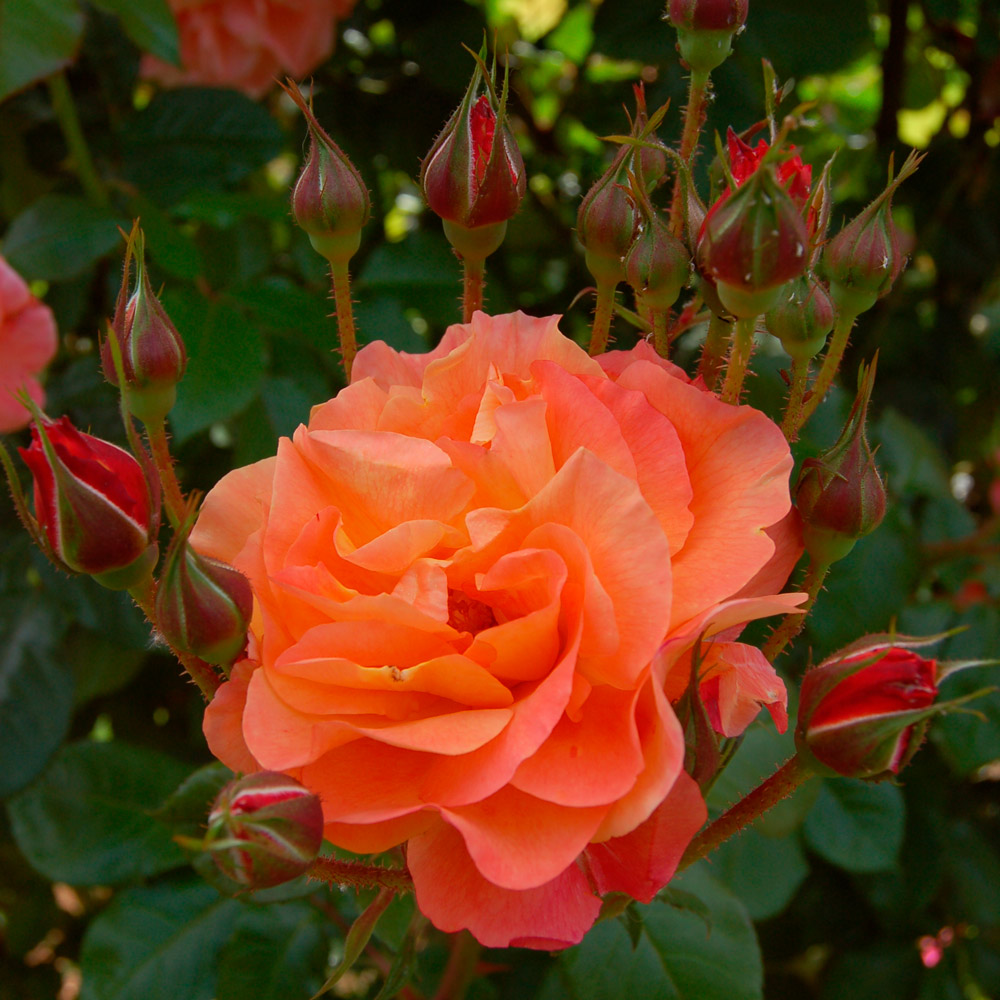 Rose Westerland White Flower Farm