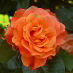  Rose Westerland