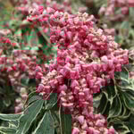  Pieris japonica Passion Party™ Passion Frost