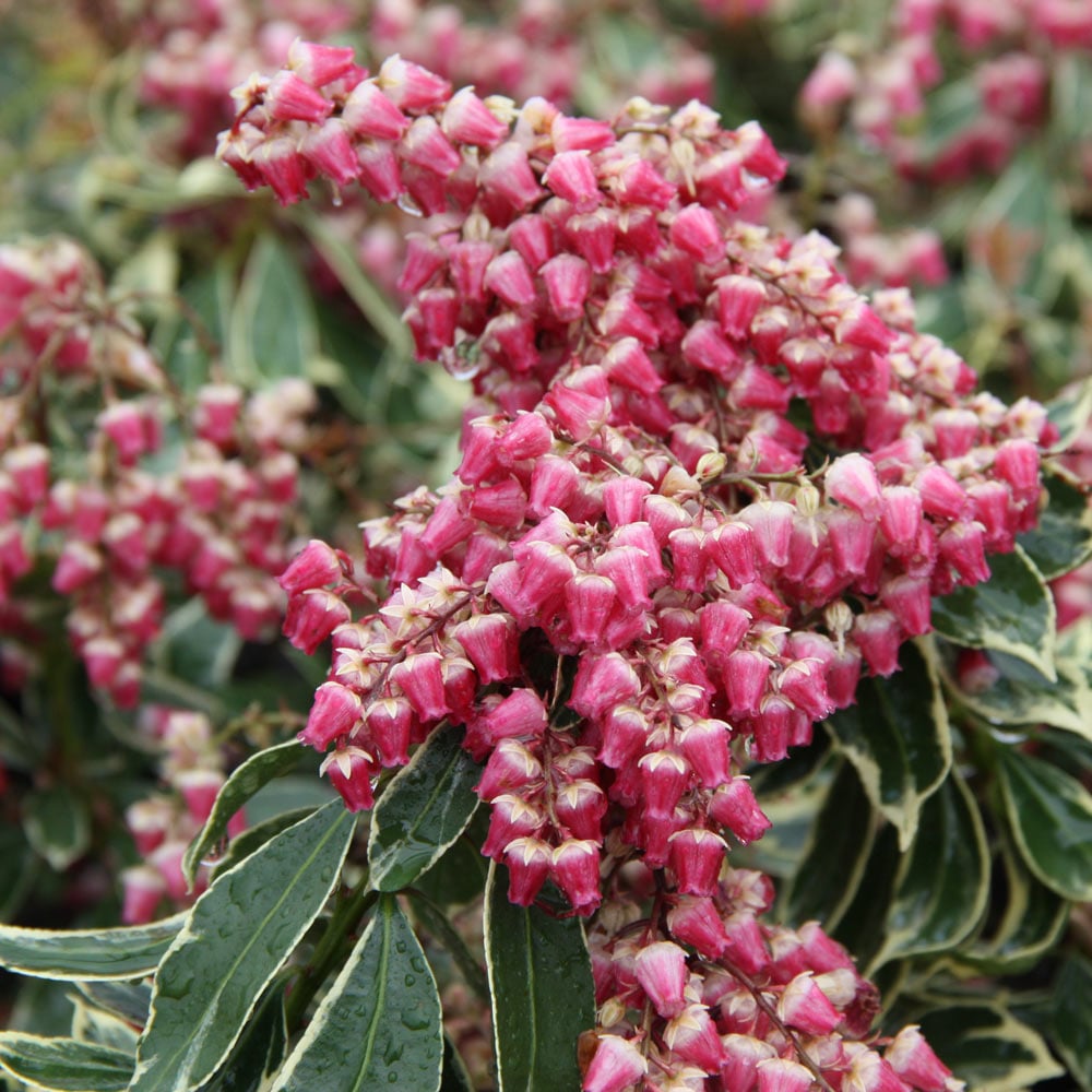 Pieris japonica Passion Party™ Passion Frost