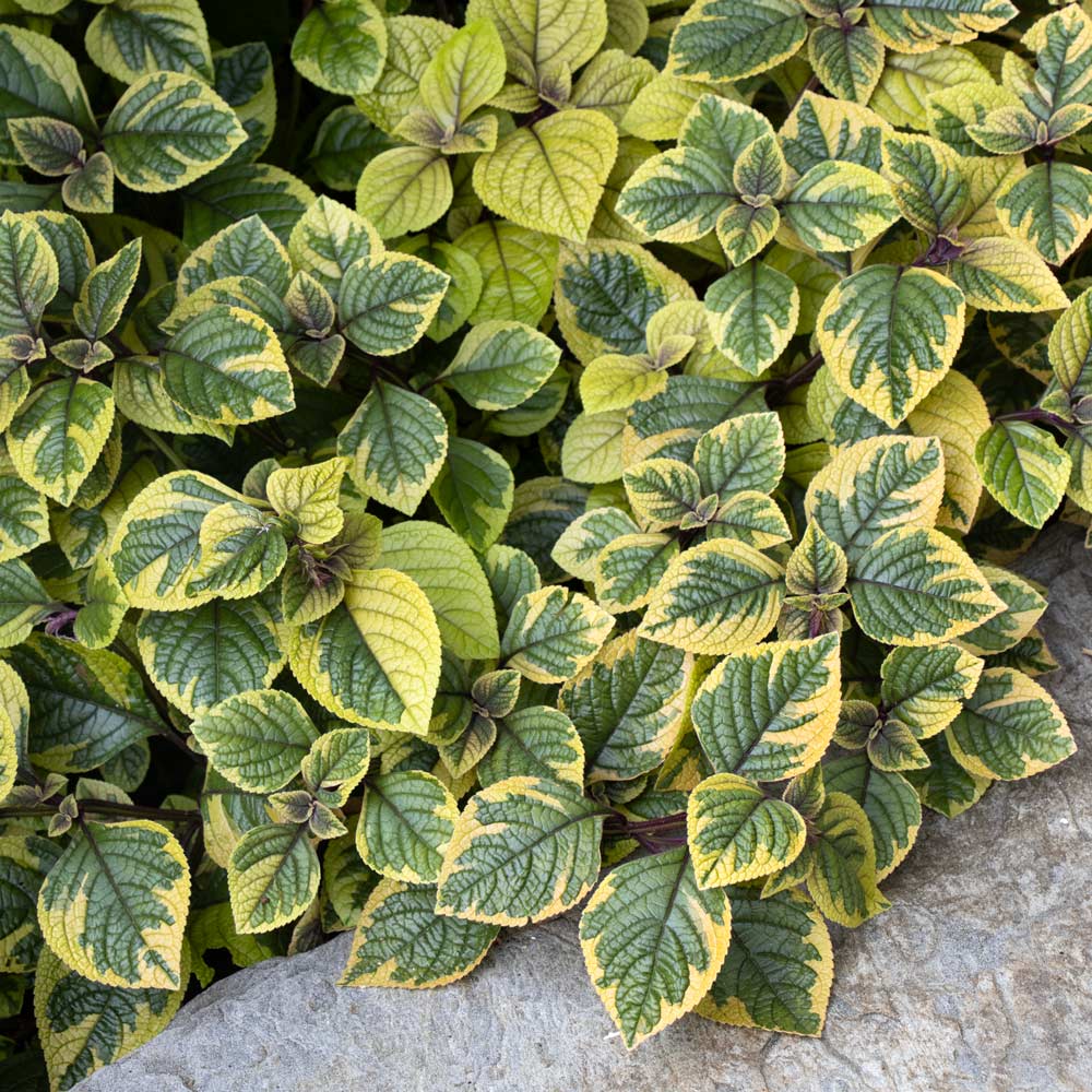 Plectranthus FanciFillers™ Guacamole