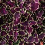  Coleus Volcanica™ Solar Flare