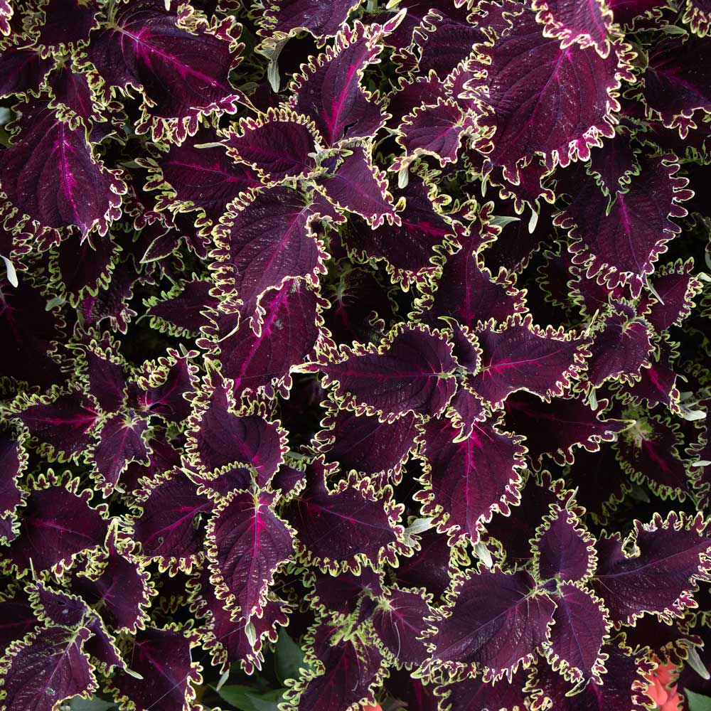 Coleus Volcanica™ Solar Flare