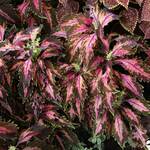  Coleus Premium Sun Coral Candy