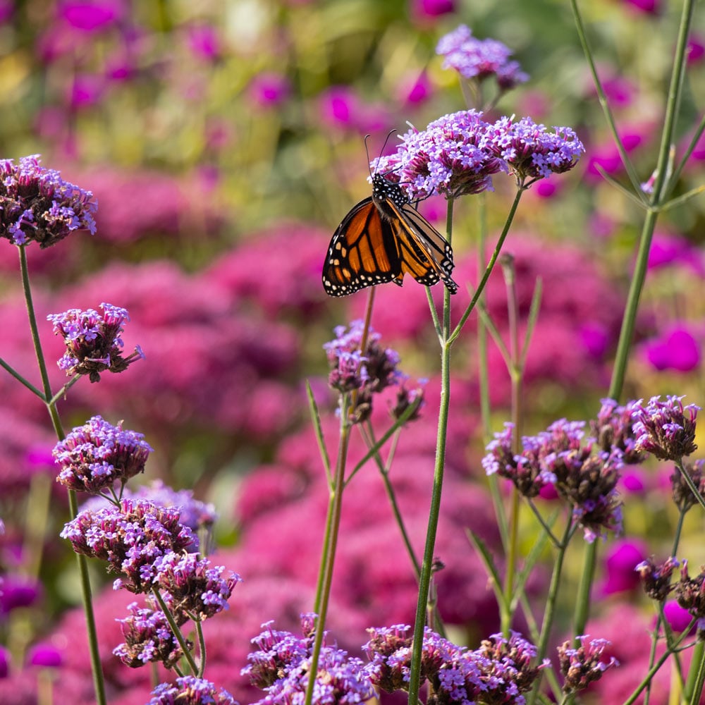 Verbena bonariensis