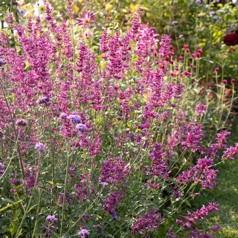 Agastache 'Heatwave'
