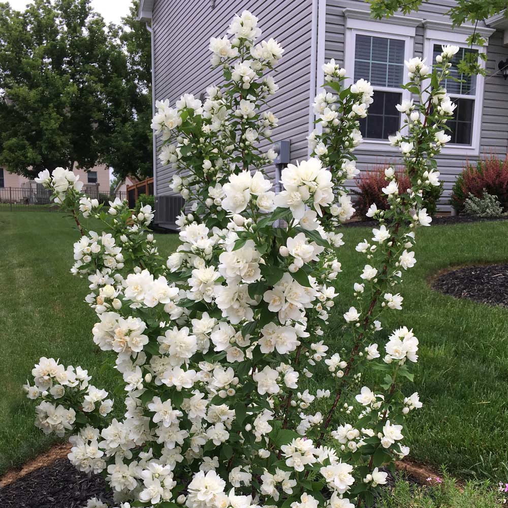 Philadelphus lewisii Pearls of Perfume™