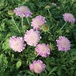  Scabiosa 'Pink Mist'