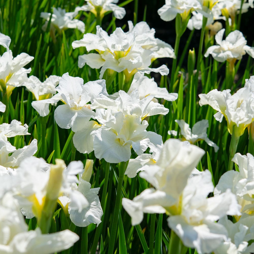 Iris sibirica 'Swans in Flight'