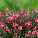  Gaura lindheimeri Steffi™ Dark Rose Improved