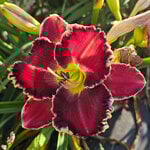  Hemerocallis (Daylily) 'Cosmic Struggle' - Reblooming