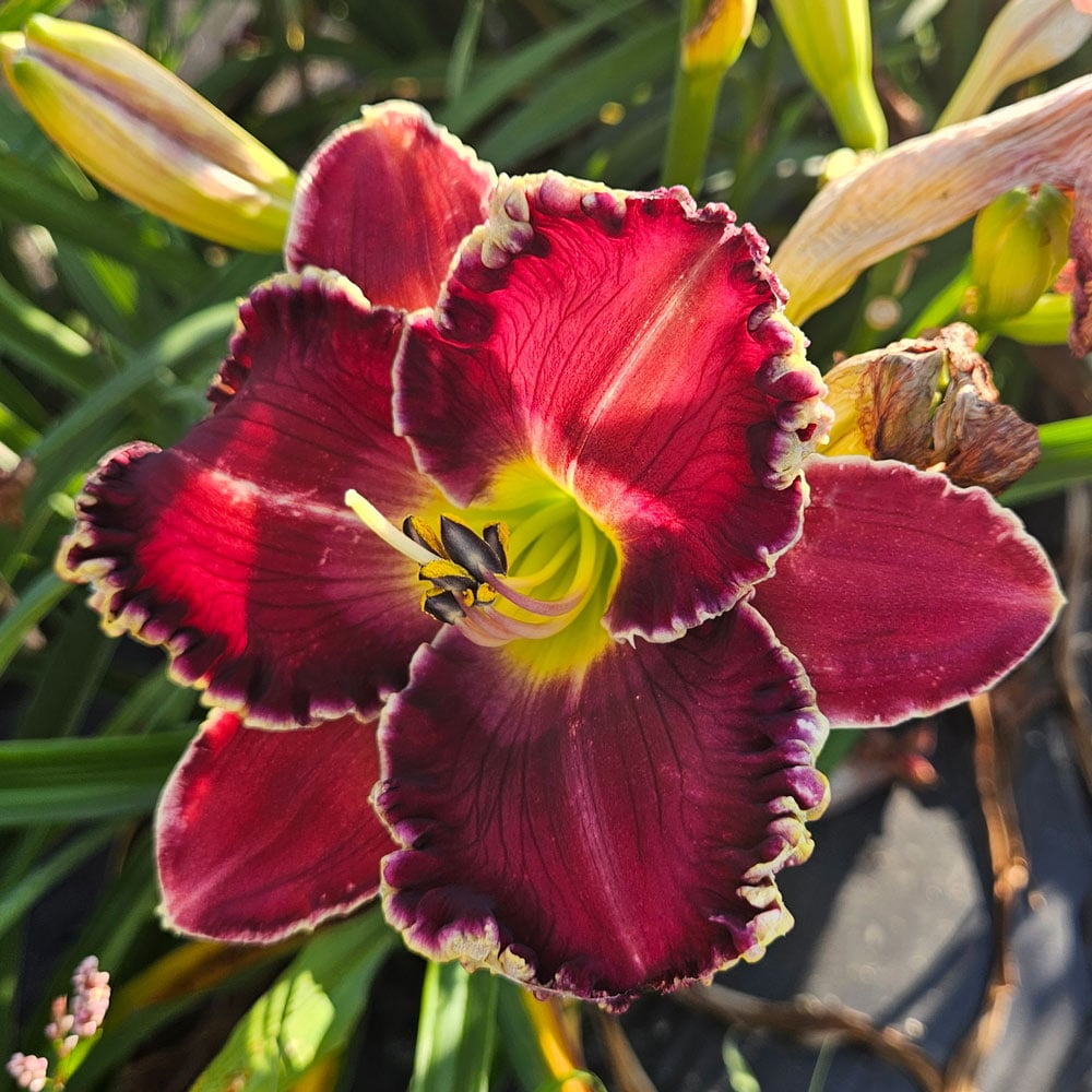 Hemerocallis (Daylily) 'Cosmic Struggle' - Reblooming