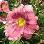  Hemerocallis (Daylily) 'Diane Engelsdorfer' - Reblooming