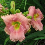  Hemerocallis (Daylily) 'Goodnight Irene' -Reblooming