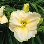  Hemerocallis (Daylily) 'Great Aunt Imogene'  