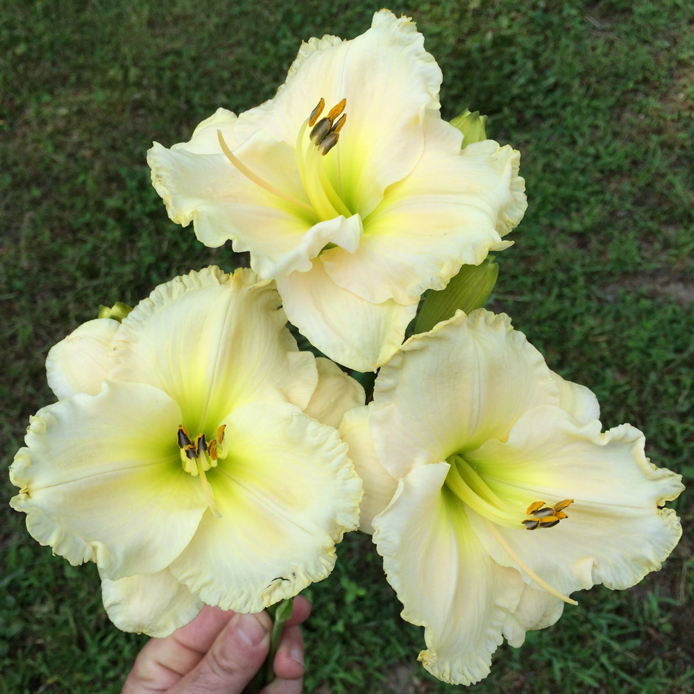 Hemerocallis 'Great Aunt Imogene' | White Flower Farm