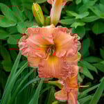  Hemerocallis (Daylily) 'Pleasure Acres' - Reblooming