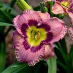  Hemerocallis (Daylily) 'Always Afternoon' - Reblooming