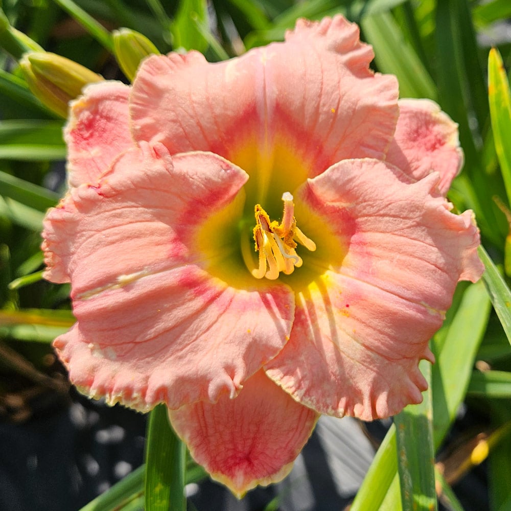 Hemerocallis (Daylily) 'Elegant Candy'