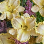  Hemerocallis (Daylily) 'Marque Moon'