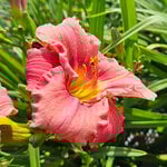  Hemerocallis (Daylily) 'Rosy Returns' - Reblooming