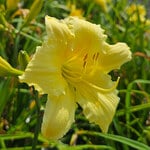  Hemerocallis (Daylily) 'Stella Supreme' - Reblooming