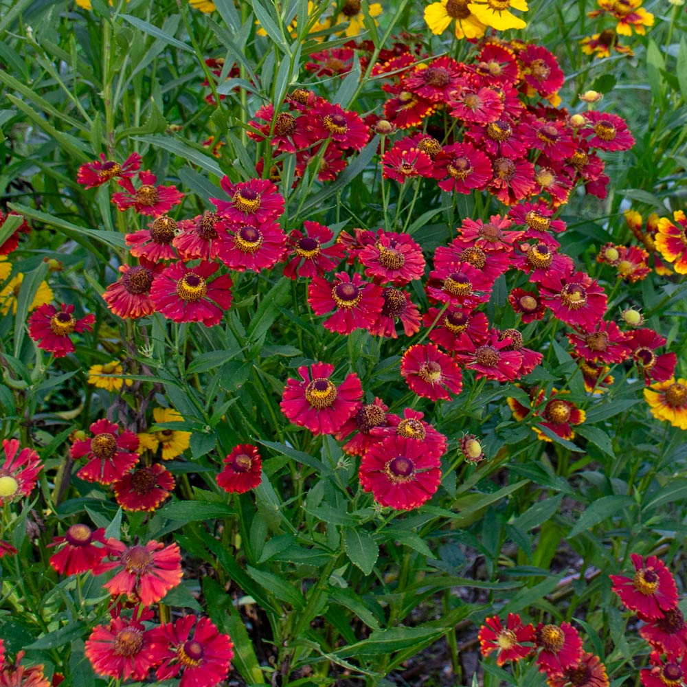 Helenium autumnale 'Helena Red Shades'