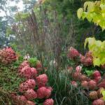  Andropogon gerardii 'Blackhawks'