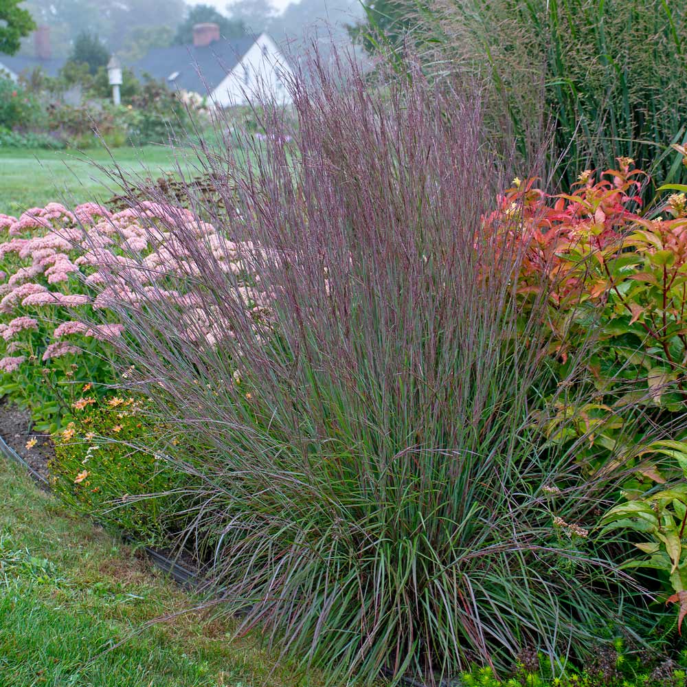 Schizachyrium scoparium 'The Blues'