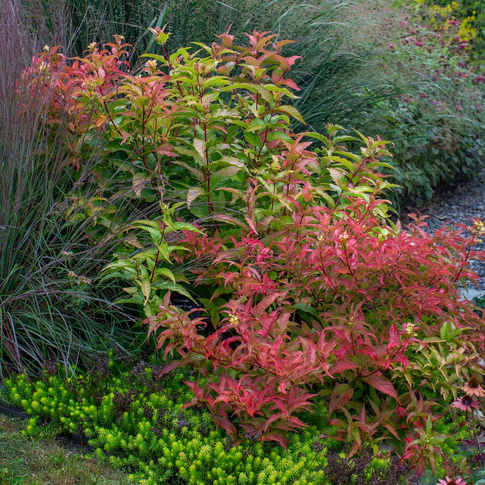 Diervilla Kodiak® Orange