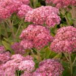 Water-Wise Perennials