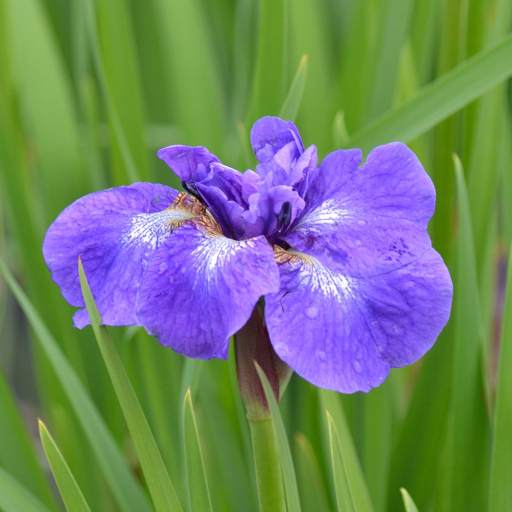 Iris sibirica 'Nagareboshi'