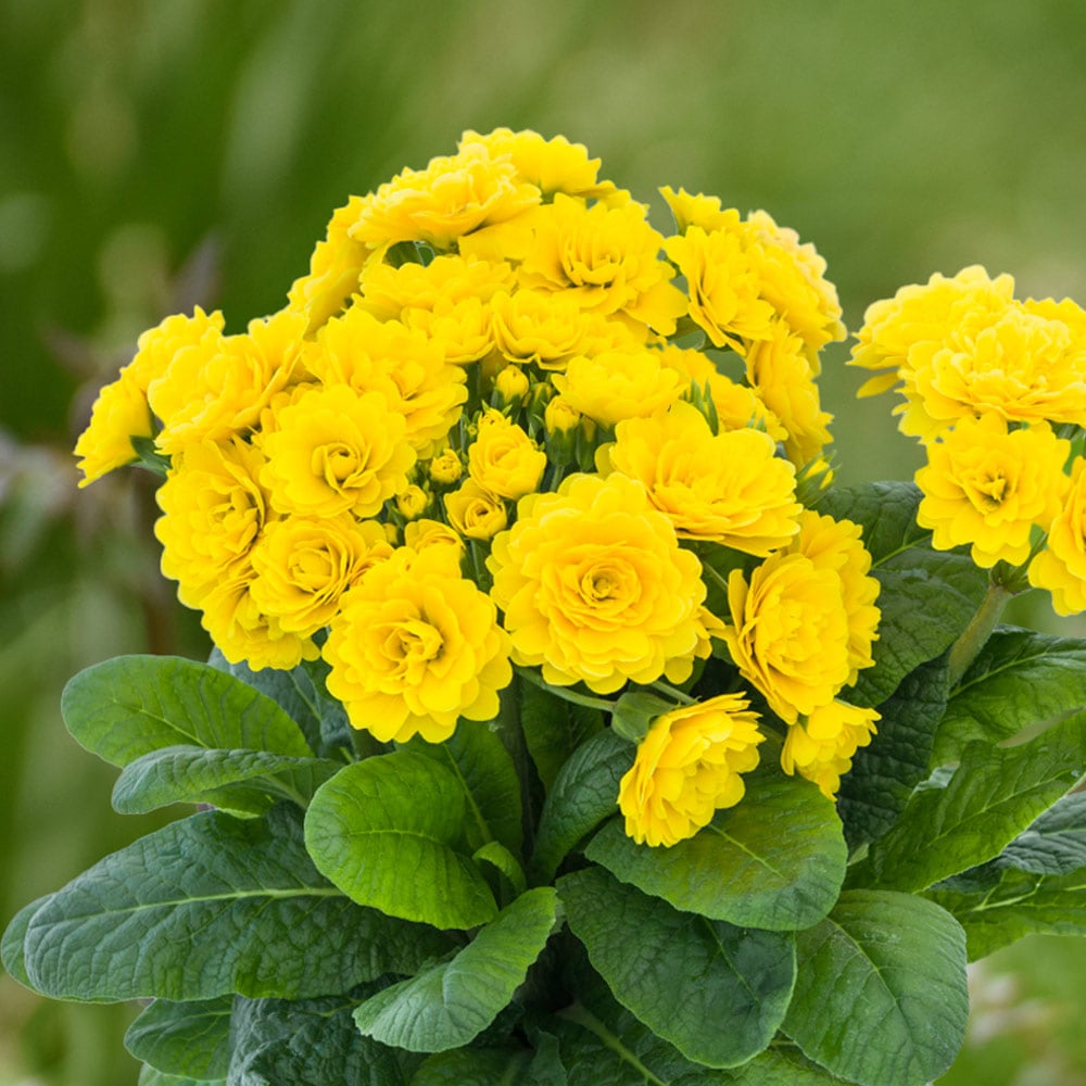 Primula polyanthus Pollyanna 'Sunny Yellow' 