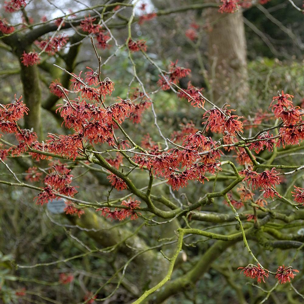 Hamamelis x intermedia 'Diane'