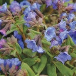 Pulmonaria 'Blue Ensign'