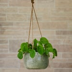  Hanging Ceramic Cachepot