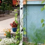  Leaf-Pattern Downspout Trellis
