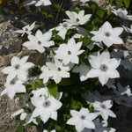  Clematis Tsukiko™