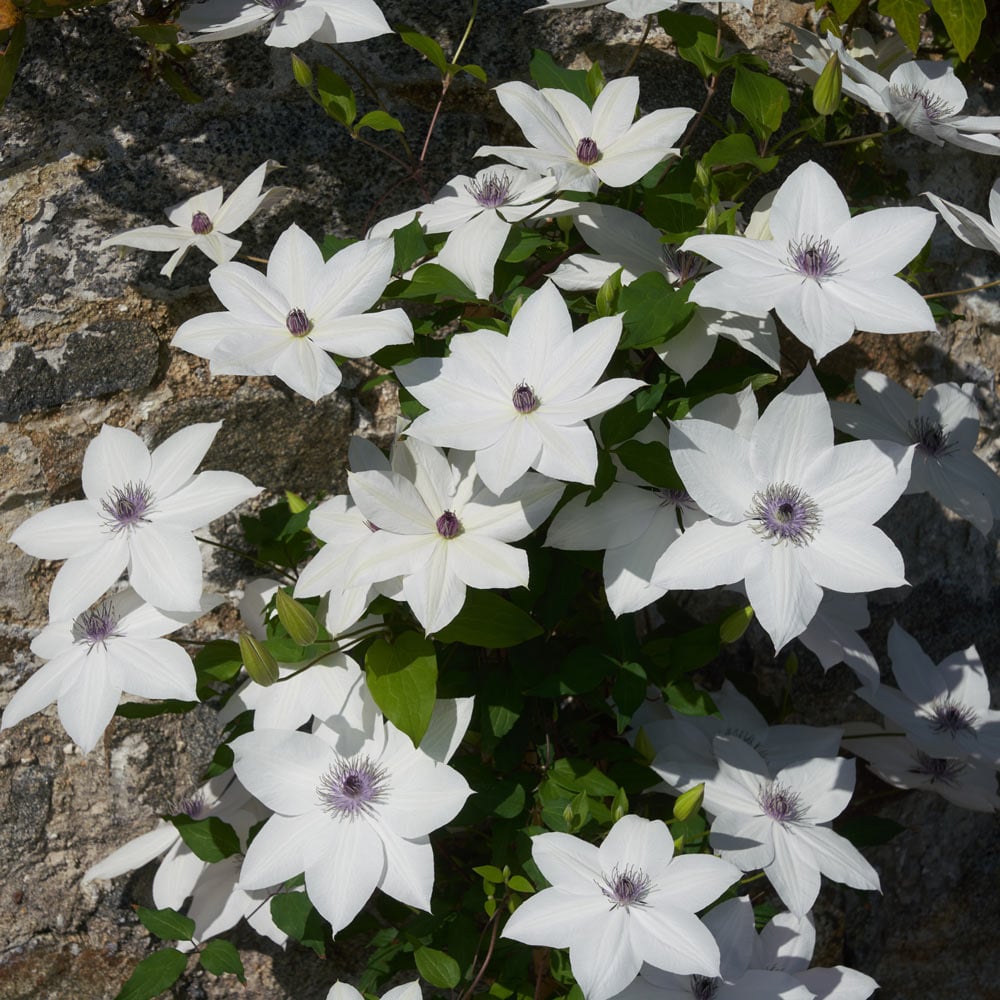 Clematis Tsukiko™