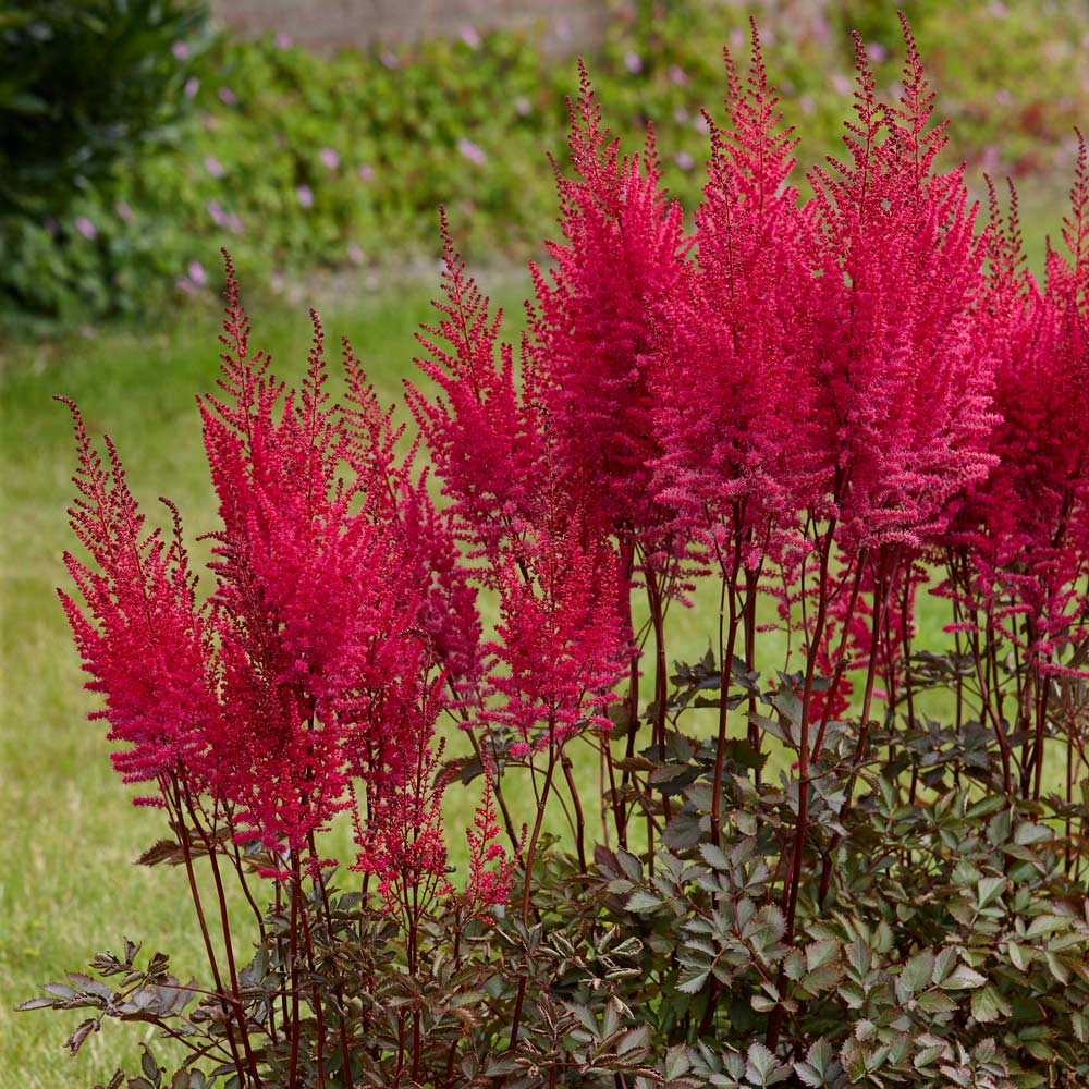 Astilbe chinensis Mighty™ 'Chocolate Cherry'